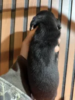 Willy black tan, a male Miniature Dachshund for sale in Johnston, RI – 4 of 8