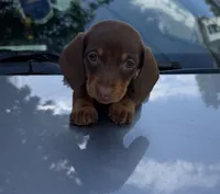 Layla, a female Miniature Dachshund for sale in North Smithfield, RI – 3 of 8
