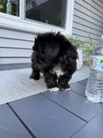 Cookie, a female Shih Tzu for sale in North Smithfield, RI – 5 of 9