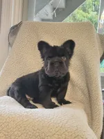 Shadow, a male French Bulldog for sale in North Smithfield, RI – 4 of 6