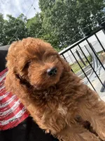 Maverick , a male Miniature Goldendoodle for sale in Johnston, RI – 2 of 10