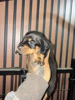 Willy black tan, a male Miniature Dachshund for sale in Johnston, RI – 3 of 8