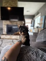 Enzo, a male Yorkshire Terrier for sale in Johnston, RI – Photo 2 of 7