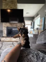 Enzo, a male Yorkshire Terrier for sale in Johnston, RI – Photo 4 of 7