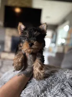 Enzo, a male Yorkshire Terrier for sale in Johnston, RI – Photo 7 of 7