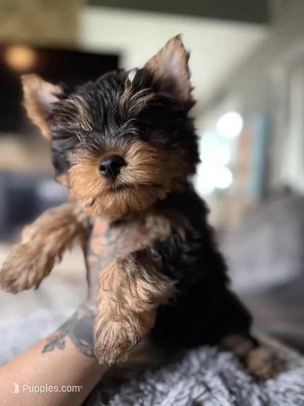 Enzo – Yorkshire Terrier puppy for sale in Johnston, RI