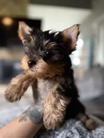 Enzo, a male Yorkshire Terrier for sale in Johnston, RI – Photo 5 of 7