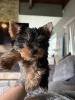 Enzo, a male Yorkshire Terrier for sale in Johnston, RI – Photo 6 of 7