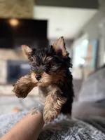 Enzo, a male Yorkshire Terrier for sale in Johnston, RI – Photo 3 of 7