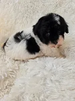Jenny , a female Poodle - Toy  for sale in North Smithfield, RI – 4 of 8