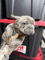Isabella , a female French Bulldog for sale in Johnston, RI – Photo 7 of 9