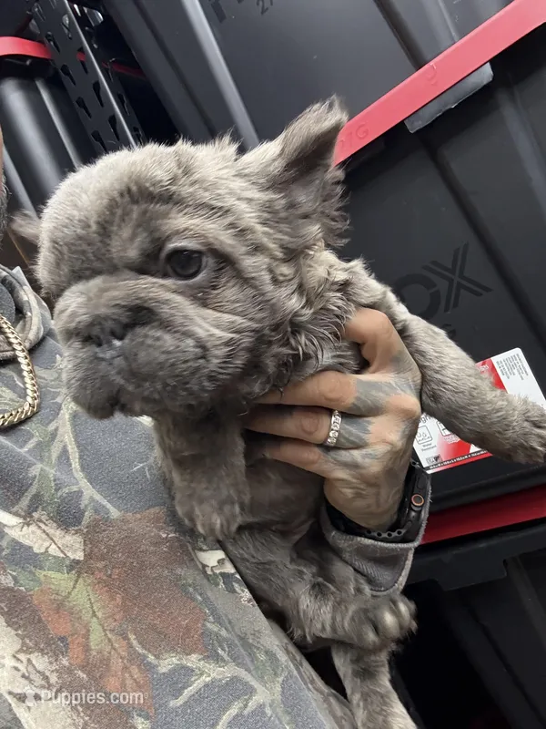 Isabella , a female French Bulldog for sale in Johnston, RI – Photo 1 of 9