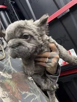 Isabella , a female French Bulldog for sale in Johnston, RI – Photo 1 of 9