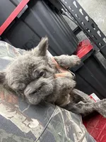 Isabella , a female French Bulldog for sale in Johnston, RI – Photo 6 of 9