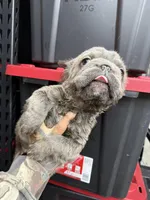 Isabella , a female French Bulldog for sale in Johnston, RI – Photo 8 of 9