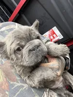 Isabella , a female French Bulldog for sale in Johnston, RI – Photo 4 of 9
