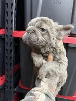 Isabella , a female French Bulldog for sale in Johnston, RI – Photo 9 of 9
