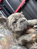 Isabella , a female French Bulldog for sale in Johnston, RI – Photo 3 of 9