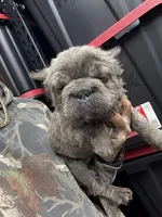 Isabella , a female French Bulldog for sale in Johnston, RI – Photo 2 of 9