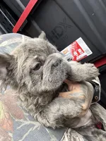 Isabella , a female French Bulldog for sale in Johnston, RI – Photo 5 of 9