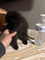 Sasha, a female Pomeranian for sale in Johnston, RI – Photo 3 of 7