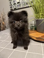 Sasha, a female Pomeranian for sale in Johnston, RI – Photo 7 of 7
