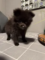 Sasha, a female Pomeranian for sale in Johnston, RI – Photo 2 of 7