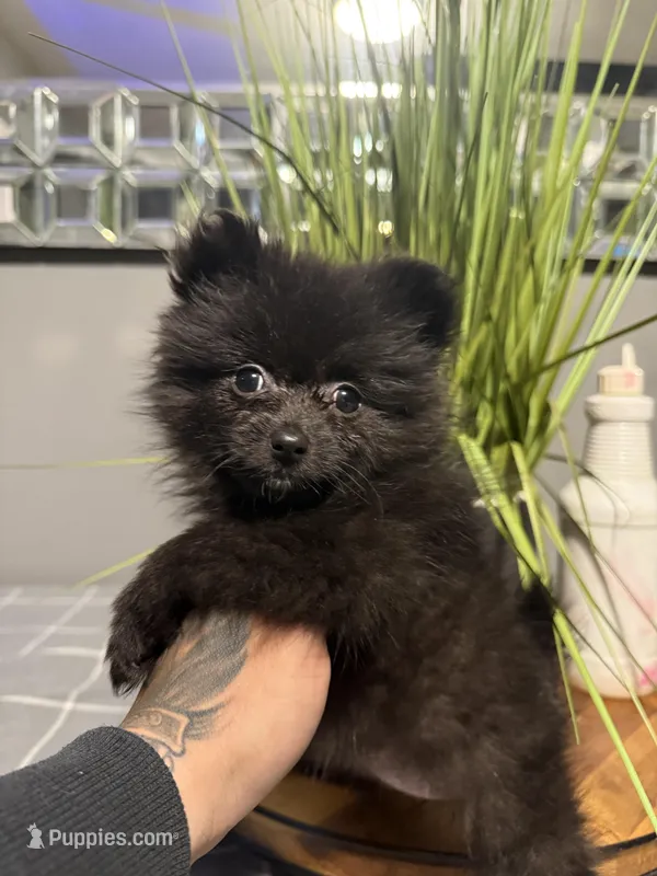 Sasha – Pomeranian puppy for sale in Johnston, RI