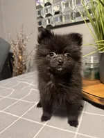Sasha, a female Pomeranian for sale in Johnston, RI – Photo 6 of 7