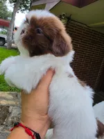 Niko, a male Shih Tzu for sale in North Smithfield, RI – 2 of 10