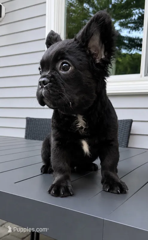 Chaz – French Bulldog puppy for sale in North Smithfield, RI