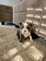 Roody, a female Boston Terrier for sale in Roanoke Rapids, NC – Photo 3 of 5