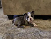 Roody, a female Boston Terrier for sale in Roanoke Rapids, NC – Photo 1 of 5