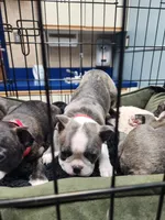 Roody, a female Boston Terrier for sale in Roanoke Rapids, NC – Photo 4 of 5