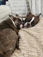 Roody, a female Boston Terrier for sale in Roanoke Rapids, NC – Photo 5 of 5