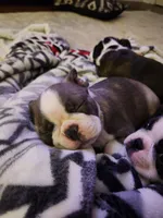 Roody, a female Boston Terrier for sale in Roanoke Rapids, NC – Photo 2 of 5