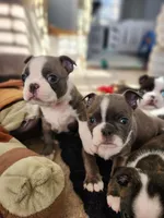 Ella, a female Boston Terrier for sale in Roanoke Rapids, NC – Photo 5 of 6