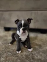 Ella, a female Boston Terrier for sale in Roanoke Rapids, NC – Photo 1 of 6