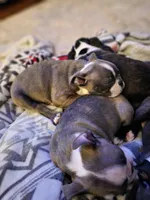 Ella, a female Boston Terrier for sale in Roanoke Rapids, NC – Photo 4 of 6