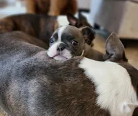 Ella, a female Boston Terrier for sale in Roanoke Rapids, NC – Photo 3 of 6