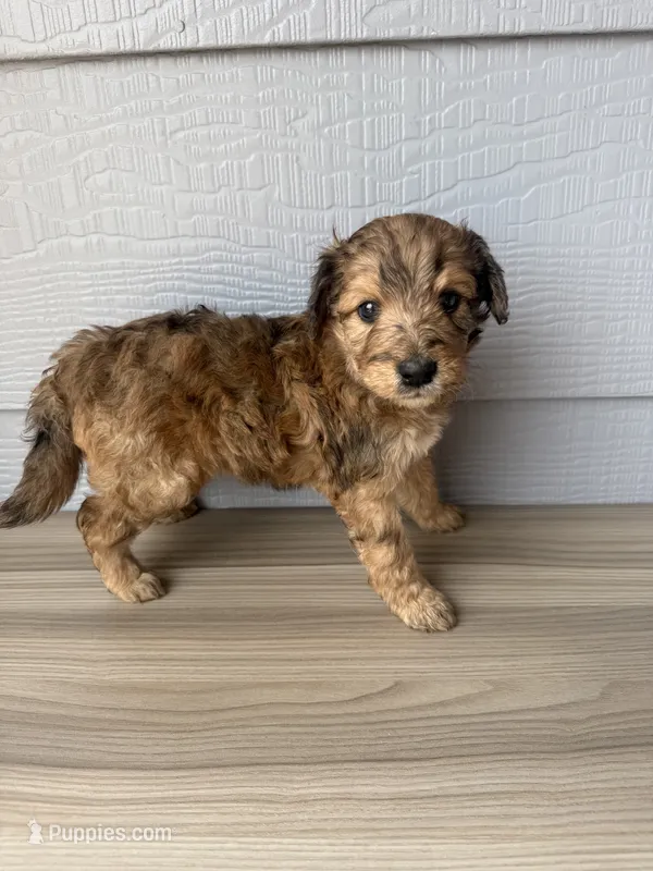 Luther – Aussiedoodle puppy for sale in Dewey-Humboldt, AZ