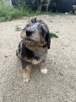 Belfry , a male Aussiedoodle for sale in Dewey-Humboldt, AZ – 3 of 8