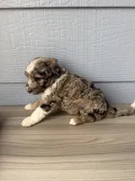 Hoss, a male Aussiedoodle for sale in Dewey-Humboldt, AZ – 4 of 5