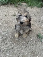 Gomer, a male Aussiedoodle for sale in Dewey-Humboldt, AZ – 3 of 5