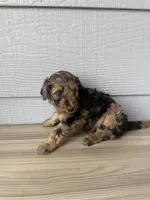 Gomer, a male Aussiedoodle for sale in Dewey-Humboldt, AZ – 4 of 4