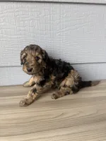 Gomer, a male Aussiedoodle for sale in Dewey-Humboldt, AZ – 3 of 4