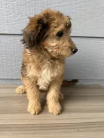 Luther, a male Aussiedoodle for sale in Dewey-Humboldt, AZ – 6 of 8
