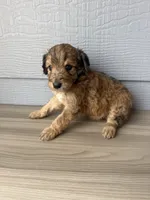 Luther, a male Aussiedoodle for sale in Dewey-Humboldt, AZ – 4 of 5