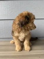 Luther, a male Aussiedoodle for sale in Dewey-Humboldt, AZ – 3 of 8
