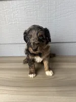 Belfry , a male Aussiedoodle for sale in Dewey-Humboldt, AZ – 3 of 6